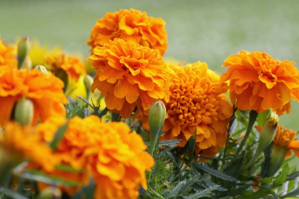 Local Landscape Service Local Landscape Service
